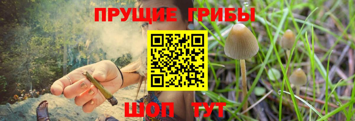 Гай  Галлюциногенные грибы GOLDEN TEACHER  Вход с VPN 